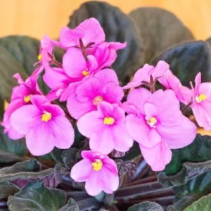 African Violet Live Plant - Pink Indoor Houseplant - 4 Inch Pot