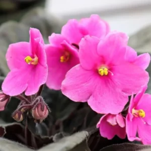 African Violet Live Plant - Pink Indoor Houseplant - 4 Inch Pot