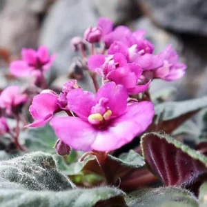 African Violet Live Plant - Pink Indoor Houseplant - 4 Inch Pot