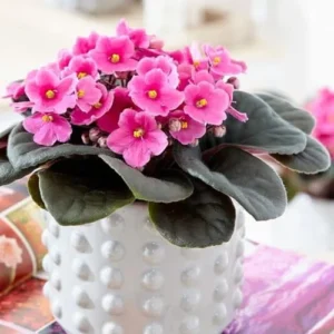 African Violet Live Plant - Pink Indoor Houseplant - 4 Inch Pot