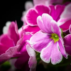 African Violet Live Plant - Pink White Flower Houseplant 4 Inch Pot Indoor Ready to Grow