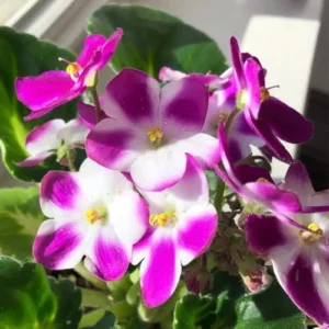 African Violet Live Plant - Pink White Flower Houseplant 4 Inch Pot Indoor Ready to Grow