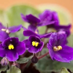 African Violet Live Plant, Purple Flower, 4 Inch Pot, Indoor Growing