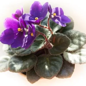 African Violet Live Plant, Purple Flower, 4 Inch Pot, Indoor Growing