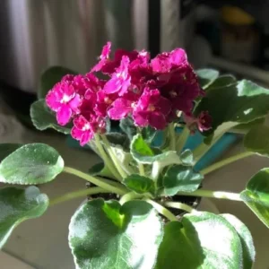 African Violet Live Plant, Purple Red Flower, 4 Inch Pot, Indoor