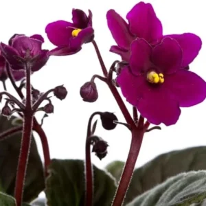 African Violet Live Plant, Purple Red Flower, 4 Inch Pot, Indoor