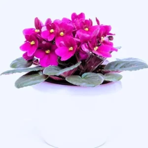 African Violet Live Plant, Purple Red Flower, 4 Inch Pot, Indoor