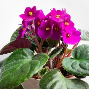 African Violet Live Plant, Purple Red Flower, 4 Inch Pot, Indoor