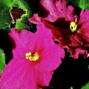 African Violet Live Plant, Purple Red Flower, 4 Inch Pot, Indoor