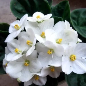 African Violet Live Plant - White Flower Houseplant - 4 Inch Pot - Ready to Grow Indoor