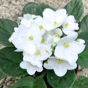 African Violet Live Plant - White Flower Houseplant - 4 Inch Pot - Ready to Grow Indoor