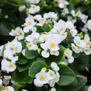 African Violet Live Plant - White Flower Houseplant - 4 Inch Pot - Ready to Grow Indoor