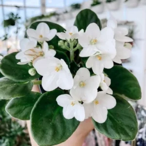 African Violet Live Plant - White Flower Houseplant - 4 Inch Pot - Ready to Grow Indoor