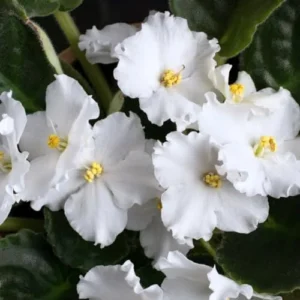 African Violet Live Plant - White Flower Houseplant - 4 Inch Pot - Ready to Grow Indoor