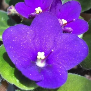 African Violet Plant - Blue Flowers Live Houseplant - 4 Inch Pot Perennial