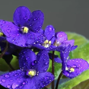 African Violet Plant - Blue Flowers Live Houseplant - 4 Inch Pot Perennial