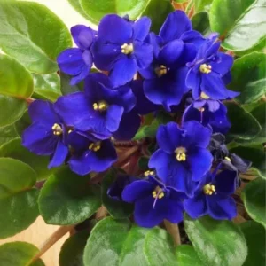 African Violet Plant - Blue Flowers Live Houseplant - 4 Inch Pot Perennial