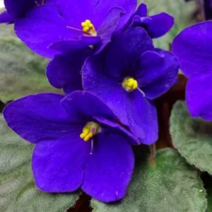 African Violet Plant - Blue Flowers Live Houseplant - 4 Inch Pot Perennial