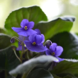 African Violet Plant - Light Blue Flowers, 4 Inch Pot, Live Houseplant