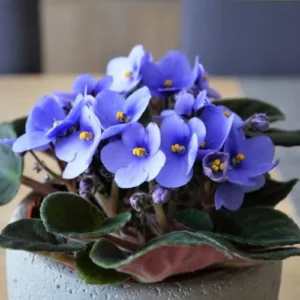 African Violet Plant - Light Blue Flowers, 4 Inch Pot, Live Houseplant