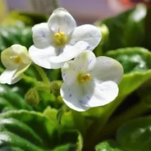 African Violet Plant Live - 4 Inch Potted, White Flowers, Indoor/Outdoor Gardening