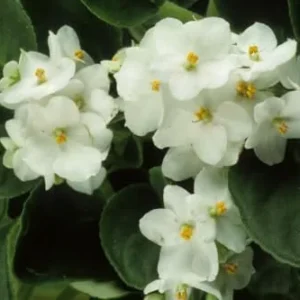 African Violet Plant Live - 4 Inch Potted, White Flowers, Indoor/Outdoor Gardening