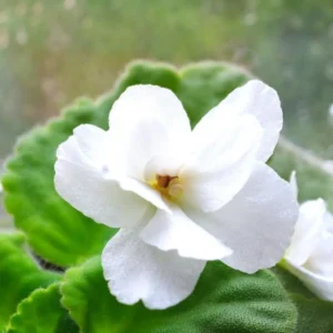 African Violet Plant Live - 4 Inch Potted, White Flowers, Indoor/Outdoor Gardening