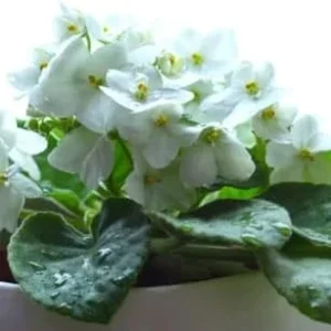 African Violet Plant Live - 4 Inch Potted, White Flowers, Indoor/Outdoor Gardening