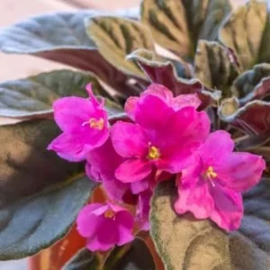 African Violet Plant Live Indoor - Burgundy Red, 4 Inch Pot, House Plant