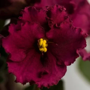 African Violet Plant Live Indoor - Burgundy Red, 4 Inch Pot, House Plant