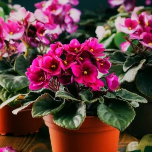 African Violet Plant Live Indoor - Burgundy Red, 4 Inch Pot, House Plant