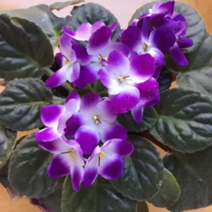 African Violet Plant - Purple & White Flowering Saintpaulia - 4 Inch Pot Houseplant