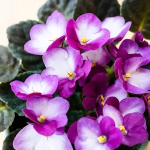 African Violet Plant - Purple & White Flowering Saintpaulia - 4 Inch Pot Houseplant