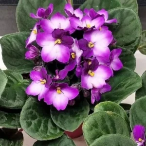 African Violet Plant - Purple & White Flowering Saintpaulia - 4 Inch Pot Houseplant