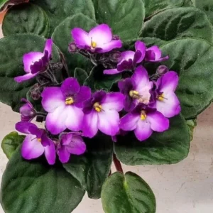 African Violet Plant - Purple & White Flowering Saintpaulia - 4 Inch Pot Houseplant