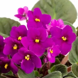 African Violet Red Purple Live Plant - 4 Inch Potted Flowering Houseplant