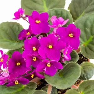 African Violet Red Purple Live Plant - 4 Inch Potted Flowering Houseplant