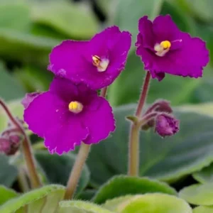 African Violet Red Purple Live Plant - 4 Inch Potted Flowering Houseplant