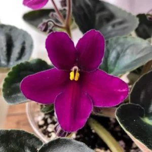 African Violet Red Purple Live Plant - 4 Inch Potted Flowering Houseplant