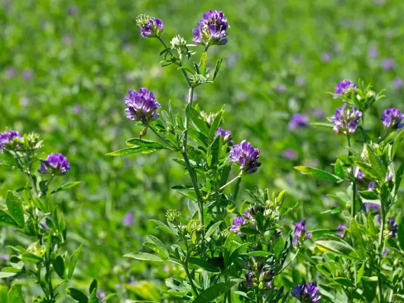 Alfalfa, plants that improve soil