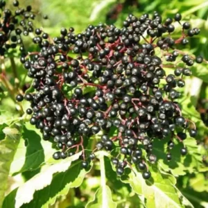 American Elderberry Plant - 4 Live Black Elderberry Bush - 6-12 Inch Sweet Elderberry Tree