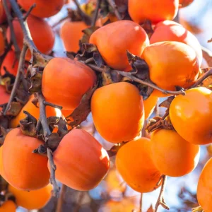 American Persimmon Tree Live Plant - 10-12 Inch Hardy Fruit Tree