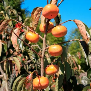 American Persimmon Tree Live Plant - 10-12 Inch Well-Rooted Bush