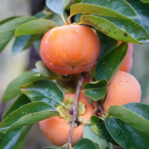 American Persimmon Tree Live Plant - 10-12 Inch Well-Rooted Fruit Tree