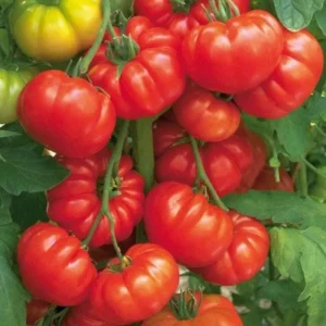 Beefsteak Tomato Plants - 4 Pack Live Young Garden Plants