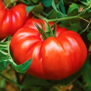 Beefsteak Tomato Plants - Set of 2 Live Heirloom Variety for Garden