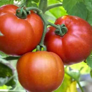 Beefsteak Tomato Plants - Set of 2 Live Heirloom Variety for Garden