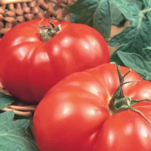 Beefsteak Tomato Plants - Set of 2 Live Heirloom Variety for Garden