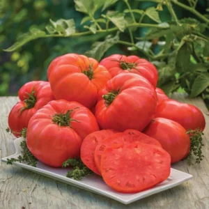 Beefsteak Tomato Plants - Set of 4 Live Tomato Plants for Garden - 6-10 Inches - High-Yielding