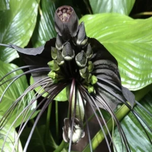 Black Bat Flower Live Plant - 4 Inch Pot - Tacca Chantrieri Orchid - Garden Decor